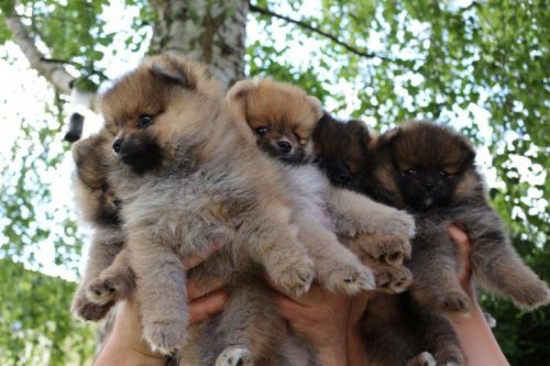 Luxury Pedigree Pomeranian Puppies
