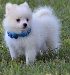 white Pomeranian For Stud Only