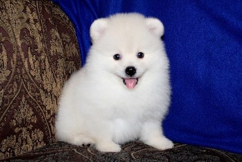 So Snow White Pomeranian Puppies Ready Now
