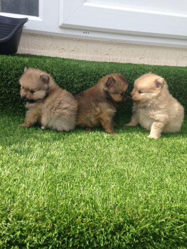 Pedigree Pomeranian Puppy.