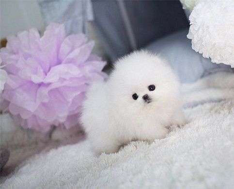 Teddi is a black male with