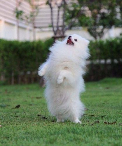 Cute Pomeranian Puppies