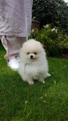White Male Pomeranian