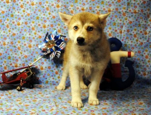 Pomsky (Pomeranian X Siberian Husky) Puppies for Sale