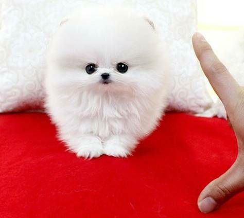 Gorgeous AKC show quality Pomeranian pups.