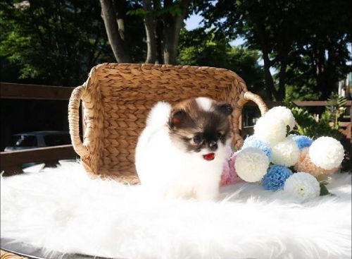 HJKLHGDI....Male and female Tea Cup Pomeranian