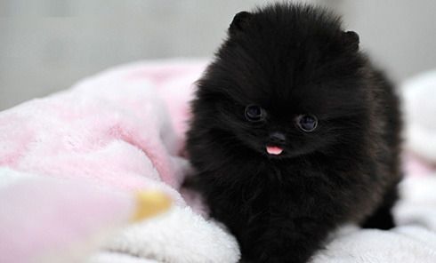 Charming Teacup Pomeranian Puppies for adoption