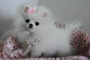 Adorable Pedigree Pomeranian Puppies Ready
