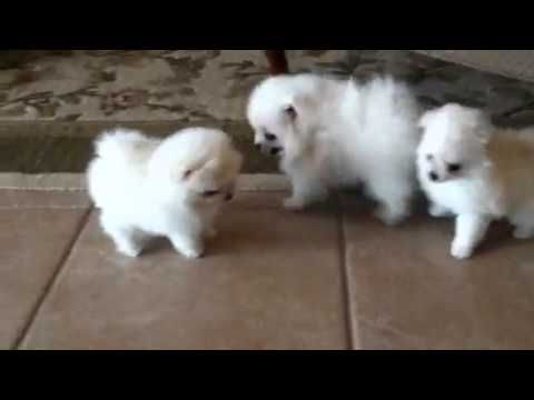 Adorable pomeranian puppies very playful and friendly!!!!