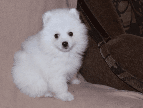 *extremely friendly and sweet loving male & female **POMERANIAN puppie