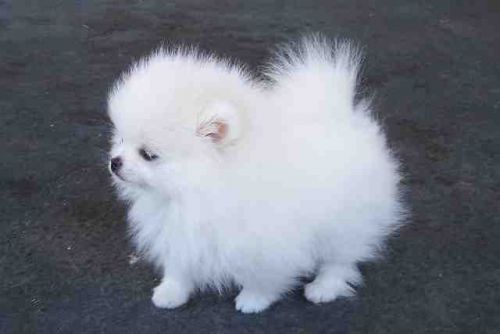 Cute and Charming Pomeranian Pups Available Text(***) ***-***0