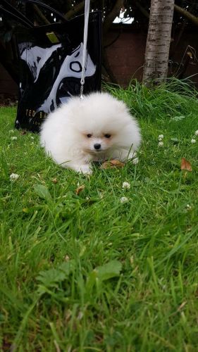 Rare Italian Volpino X Pom Pups -3 Left Ready Now