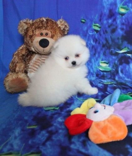 Amazing Tiny Cream Pomeranian Girl For Sale