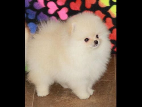 Pom Puppy for sale