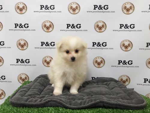 POMERANIAN - JEFFERSON - MALE
