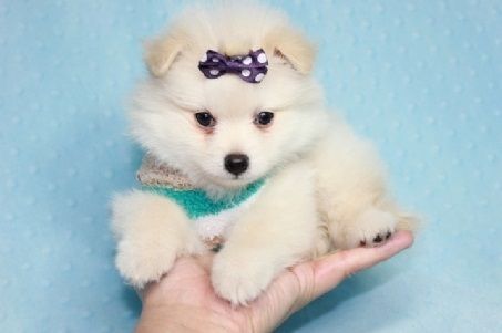 Cute and healthy Pomeranian puppies for sale