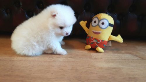 White Pomeranian For Sale!