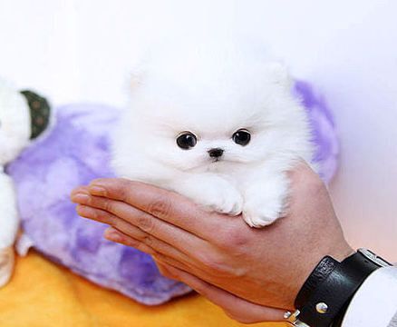 Home Trained Pomeranian Puppies
