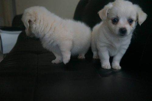 pomeranian/shi-zue (lithonia)