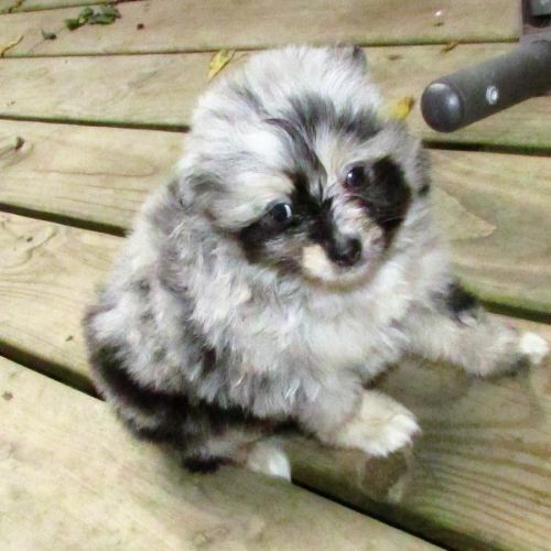 Adorable AKC Pom puppies