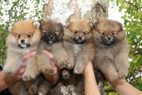 Excellent Pomeranian Puppies