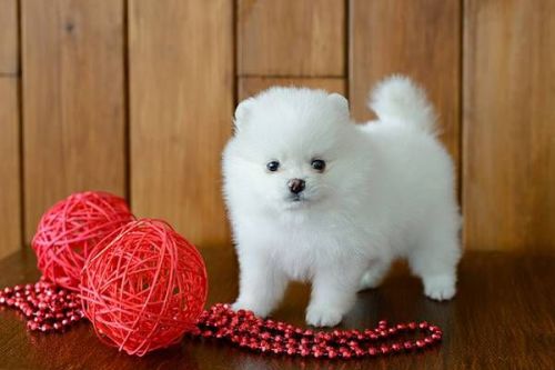 Cute Teacup Size Pomeranian Puppies