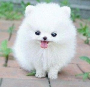 Cute pomeranian puppies