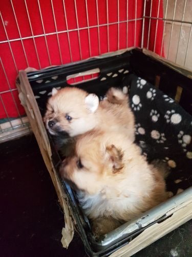 Perfect Pomeranian Puppies