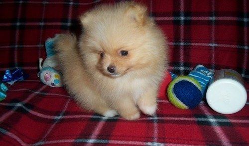 Teacup Size Pomeranian Puppies Ready To Go