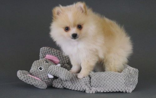 Pomeranian Puppy