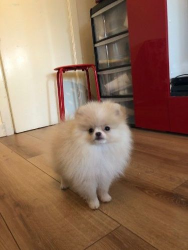 Beautiful Super Tiny Pomeranian Girl For Sale
