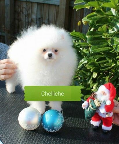 White Polar Bear Boys