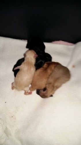 Stunning Puppies For Sale