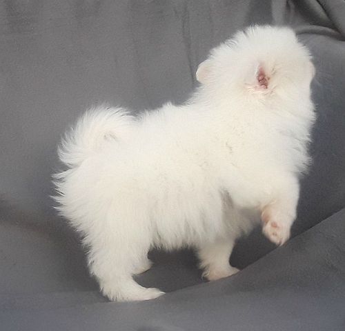 Ice white pomeranian puppy male
