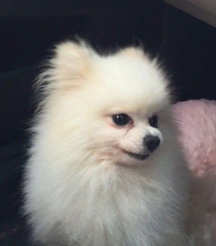 Ready Now Tiny Kc Reg Pomeranian Boy Puppy
