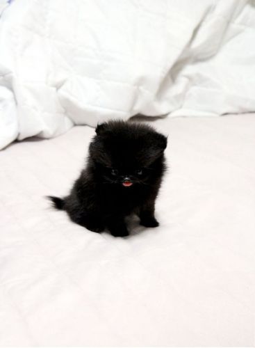 Amazing Teacup Pomeranian puppies