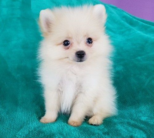 Beautiful white Pomeranian.