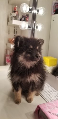 pomeranian puppies