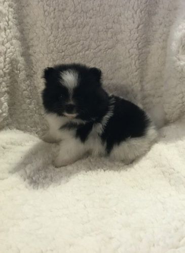 Healthy AKC/CKC Teacup Pomeranian Puppies