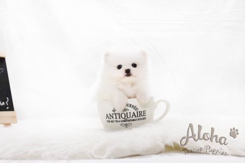 Teacup Pomeranian - Mia