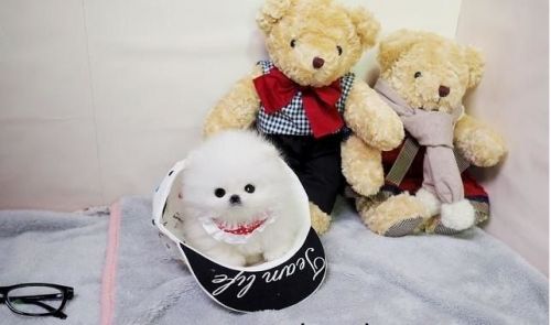 Quality T-Cup White Pom! (813 ** 279 ** 8272