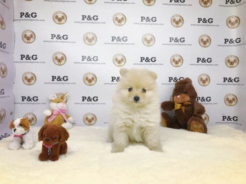 Pomeranian - Alice - Female