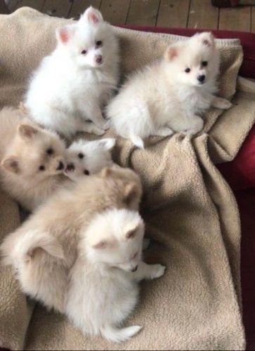 Pomeranian Puppies For Sale