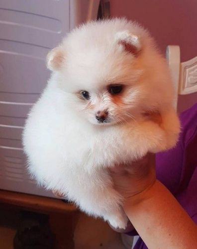 Pomeranian puppies 2 males 1 female