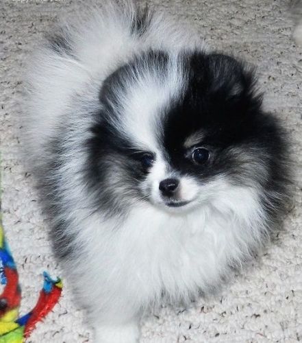 wonderful pomeranian puppies for adoption