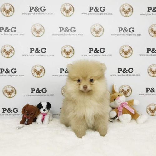 POMERANIAN - RUBY - FEMALE