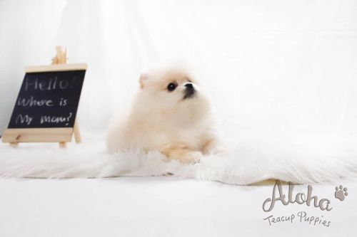  Teddy bear  Teacup Pomeranian [ELLA]