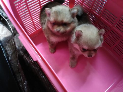 Pomeranians for sale