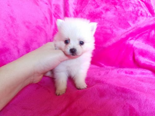 Pomeranian Puppies