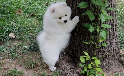 Pomeranian Puppies